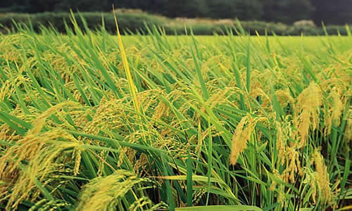 如何科學(xué)施肥？